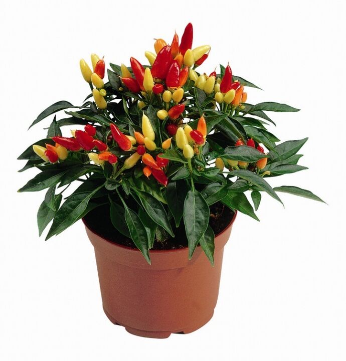 capsicum capsicum în HondroFrost pentru poliartrită